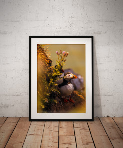 To buy a print or any of the below please click on the images